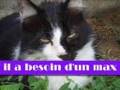 Votez pour mon chat Kali ! Regardez SVP !!!