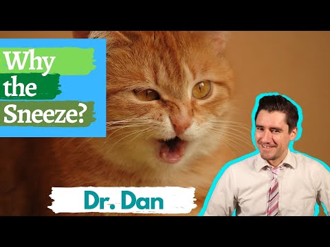 Why is your cat sneezing?  Symptoms, diagnosing, and treating upper respiratory infections
