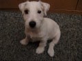 videos de papaleon