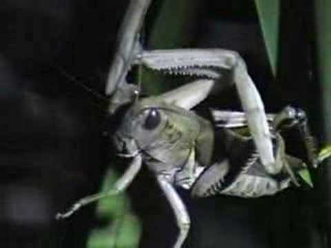 Praying Mantis vs. Grasshopper