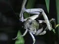 Praying Mantis vs. Grasshopper