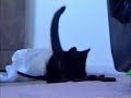 squeeky the cat plays with her puff balls