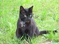 Kater Kuzco fix und fertig Kater Kuzco fix und fertig