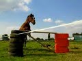 Humour du cheval : les gags des chevaux Humour du cheval : les gags des chevaux