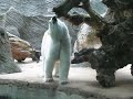 Pra?sk� ZOO - ledn� medv?d No.4