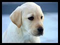 Mi Fido di te (Betty cucciola di Labrador)