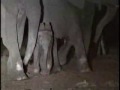 Lions Kill Elephant