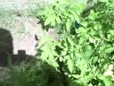 Garden Update (The Good and Bad) and farm dream. Garden Update (The Good and Bad) and farm dream.