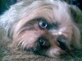 Matýsek :o*Shih-tzu