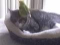 動物おもしろムービー＊求愛されるネコ様