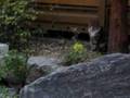 Stray Cats At My Home Part 3