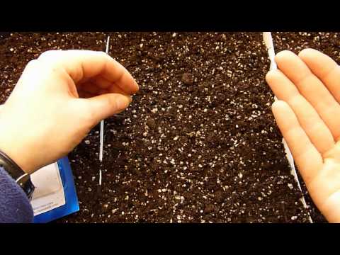 how to dry tomato seeds to plant