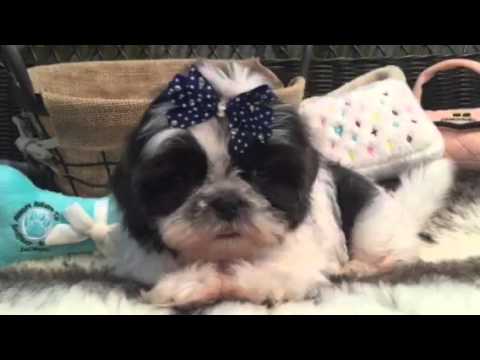 One of a kind, Blue and White Shih Tzu!
