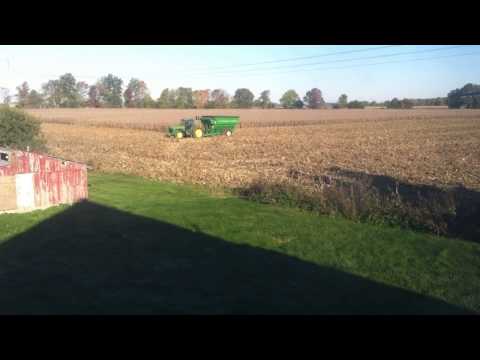 how to harvest popcorn