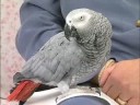 2002 Animal Hall of Fame - Companion