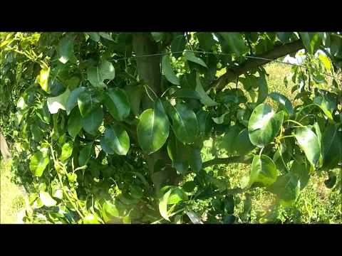 how to grow espalier fruit trees