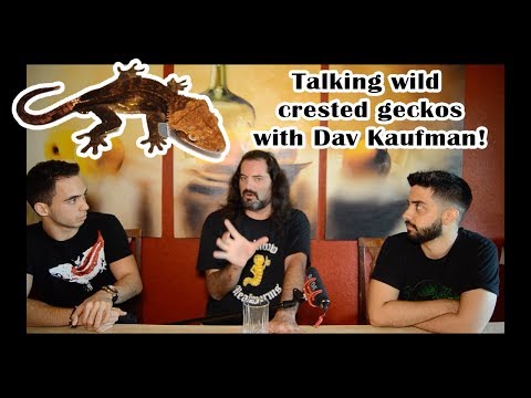 YouTube reptile video