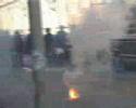 ManiF Rhino ManiF Rhino