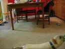 Playing Tug or Cleaning the Carpet?