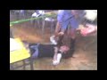 caballito de bronce y limbo parte 3