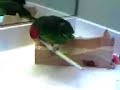 Barney Brushing his Beak Barney Brushing his Beak