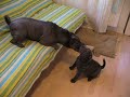 Blue Shar-Peis Blue Shar-Peis