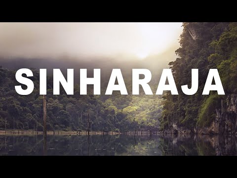 Sinharaja Rain Forest | Sri Lanka | The Destination