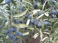 Olive Tree careful on pruning for fruit.mov