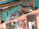 Robins Nest & Chicks Robins Nest & Chicks
