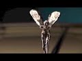 ADL - Rolls Royce Silver Cloud - Commercial