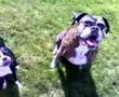 Boston Terrier video
