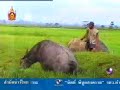 ミャンマーの生活