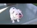SittingBullies 