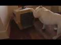 SittingBullies Top Dog Gabe Video