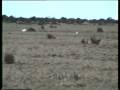 videos de Snowy Owl (Bubo scandiacus) x 3 Sweden 1993