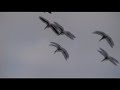 See video See video