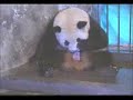 Gaint Panda \"Long Xin\" Gaves Birth to Twins at Wolong Gaint Panda \"Long Xin\" Gaves Birth to Twins at Wolong