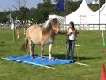Equifeel