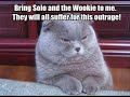 Funny lolcat video Funny lolcat video