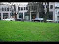 dog a@south park, san francisco