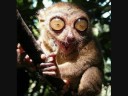 Funny animals Funny animals