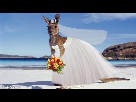 Funniest Kangaroo Video On Youtube!!