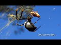 A beautiful female killer doing what comes naturally. All shot with a high speed video camera (slowmo) so the fast action of the kill can be studied easily. These spiders have amazing webs which can capture very large insects and some small animals. This video is loosely based on the Space 1999 episode Dragon's Domain. In nature life and death go hand in hand, the insects death ensures the life of the spider. Golden Orb Weaving Spiders are large spiders with silvery-grey to plum coloured bodies and brown-black, often yellow banded legs. The males are tiny and red-brown to brown in colour / color (US spelling) Size range 2 cm - 4 cm (female), 5 mm (male) Diet Golden orb weaving spiders prey items include flies, beetles, locusts, wood moths and cicadas. Sometimes their strong webs manage to trap small birds or bats, and the spider will wrap them and feed upon them. You must have written permission from me to use any part of this video, that's the rules. Web Links: en.wikipedia.org en.wikipedia.org australianmuseum.net.au en.wikipedia.org Music: incompetech.com