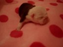 bulldog puppies   fortune city paris hilton