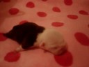 bulldog puppies   fortune city paris hilton