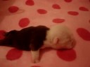 bulldog puppies   fortune city paris hilton