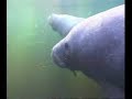 Manatee
