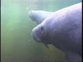 Manatee
