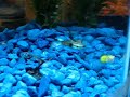 Guppies Doing Their Thang Guppies Doing Their Thang