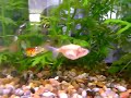 UPDATE : Oranda Goldfish fry in cereal bowl TAKEN WITH  a PowerShot A720 IS Digital Camera